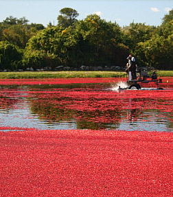 Enjoy a cranberry harvest on your Cape Cod holiday at the High Pointe Inn Bed and Breakfast on Cape Cod