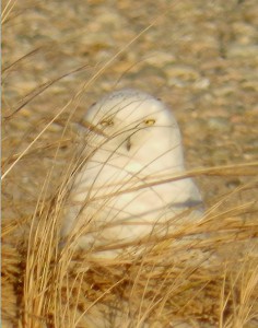 Snowy Owl at Sandy Neck