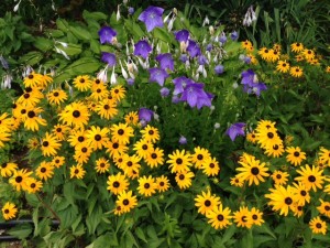 yellow black eyed susans and purple flowers